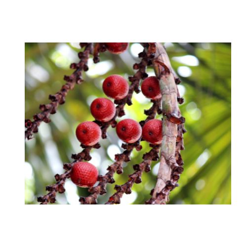 Aceite_De_Buriti_Ingrediente_Natural_Mipelazo